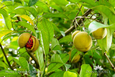 Myristica fragrans Pohon Pala DSC02581.jpg