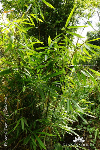 Gigantochloa luteostriata Bambu Buluh DSC02396.JPG