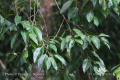 Ficus benjamina IMG 0065 Deniek G Sukarya