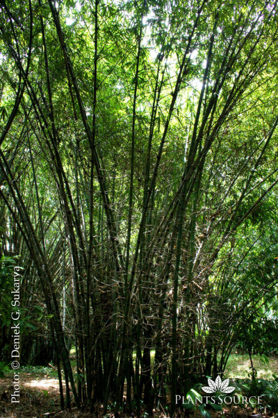 Bambusa vulgaris - bambu ampel DSC03188.JPG