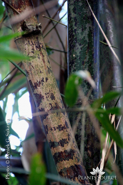Bambusa maculata Bambu Tutul IMG 7157.JPG
