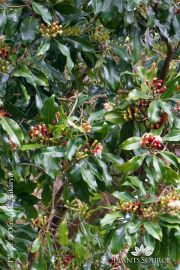 Syzygium aromaticum DSC06884 edited wikibali.jpg