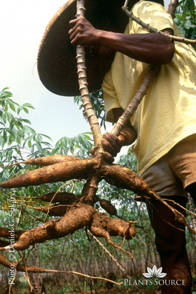 Cassava -singkong dgs-3.jpg