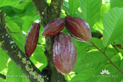 Theobroma cacao IMG 8589 p1.jpg
