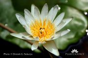 Nymphaea lotus DSC00689.JPG