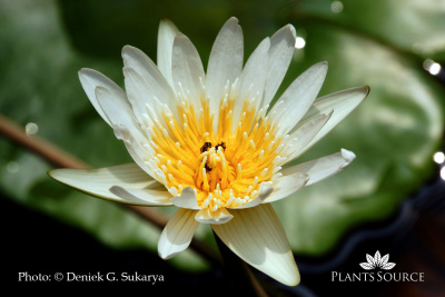 Nymphaea lotus DSC00689.JPG