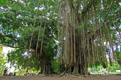 Ficus benjamina DGS 2700-ancient banyan tree bali.jpg