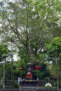 Ficus religiosa -DSC09385 - edited.jpg