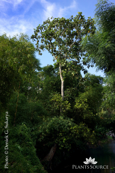 Artocarpus elasticus Toop Benda DSC06033.JPG