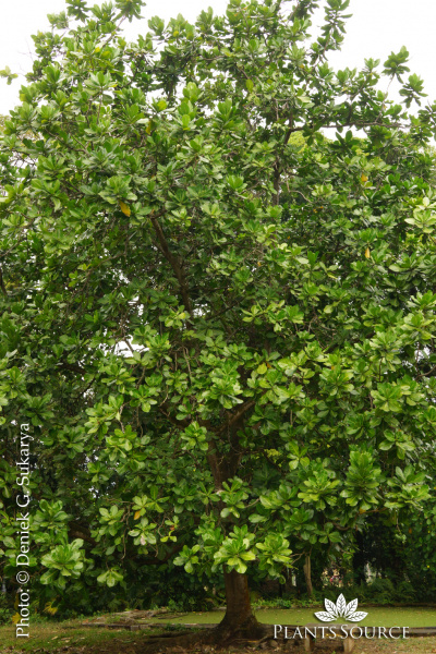 Barringtonia asiatica Keben DSC01161.JPG
